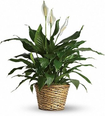 The Peace Lily-Spathiphyllum